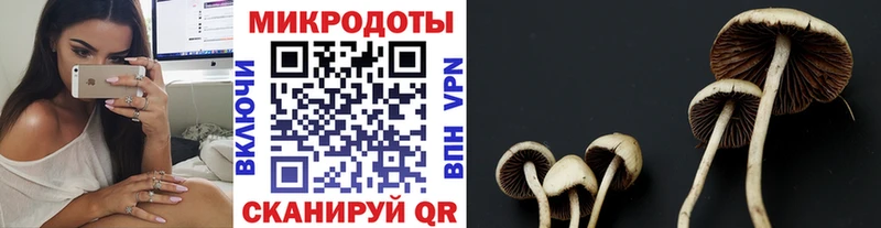Псилоцибиновые грибы Psilocybe  Полевской 